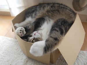 maru