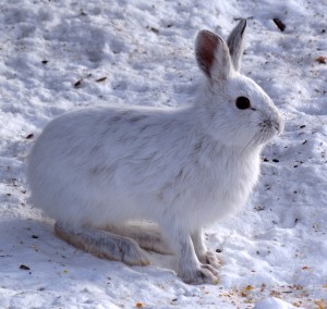 Wite Snowshoe_Hare